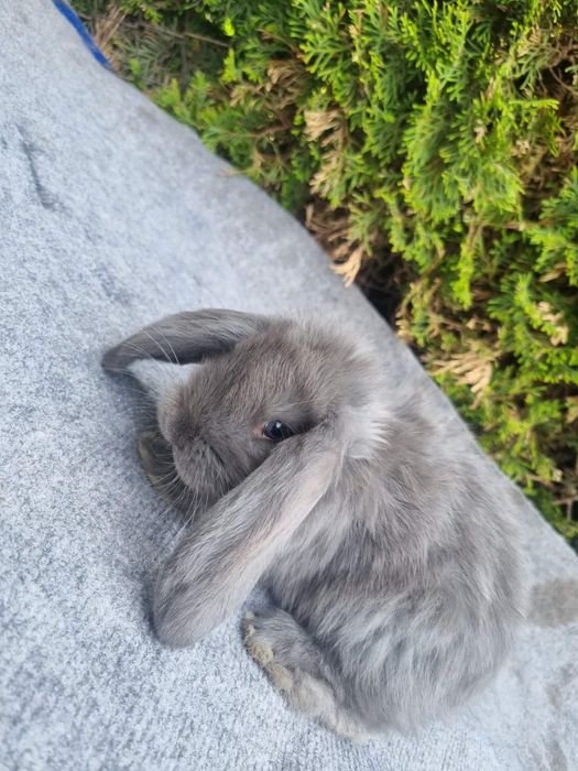 Króliki Barany Francuskie