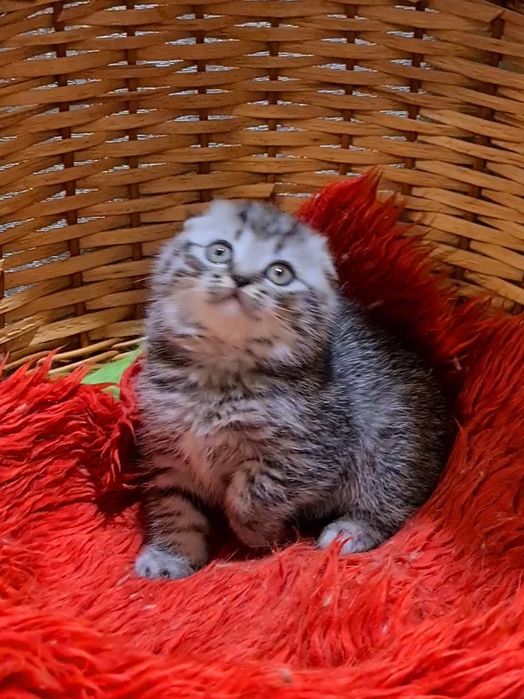 Красавица только у нас!