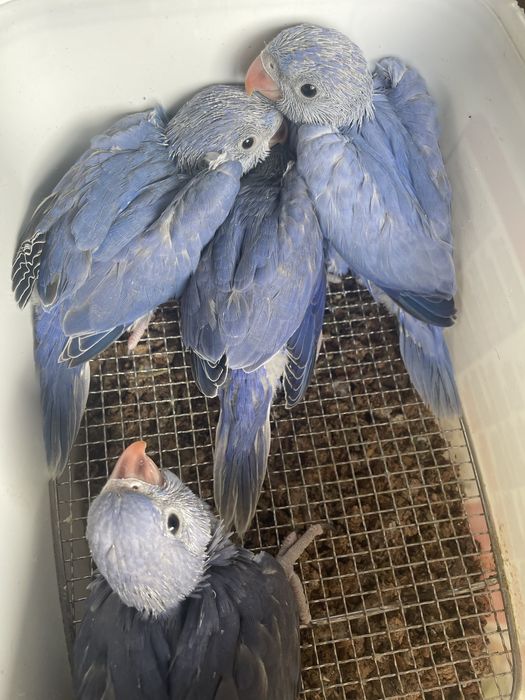 Ring neck VIOLETA muito MEIGO