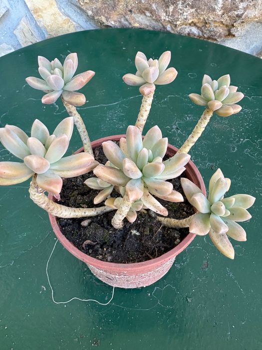 Suculentas Graptosedums  1€