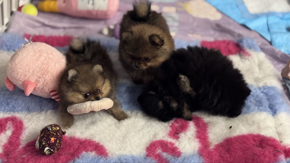 Szpic miniaturowy pomeranian FCi
