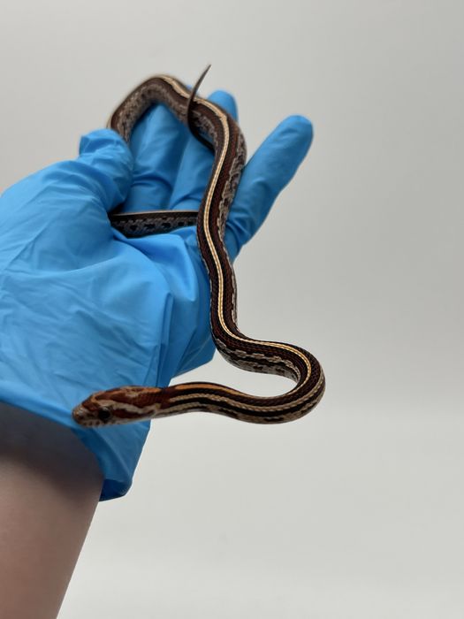 Wąż zbożowy węże zbożowe wyprawka transport