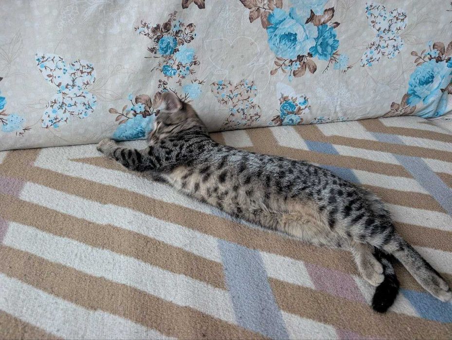 Дівчинка та хлопчик котики у добрі руки