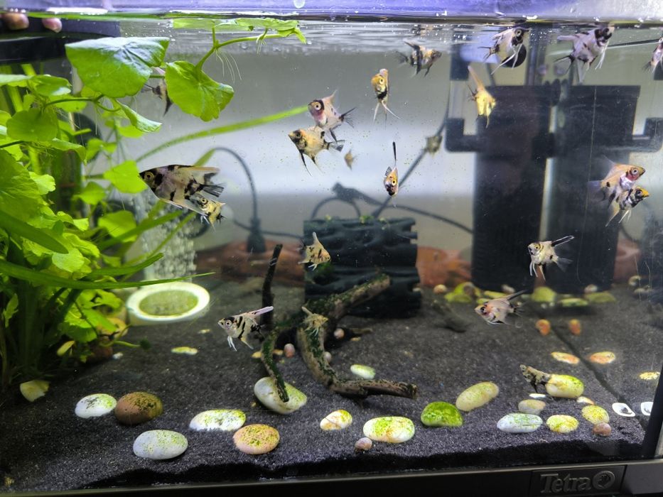 Escalar Koi bebes adolescentes e adulto