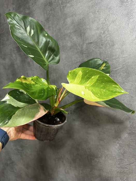 Філодендрон White Princess Tricolor Lime fresh aurea