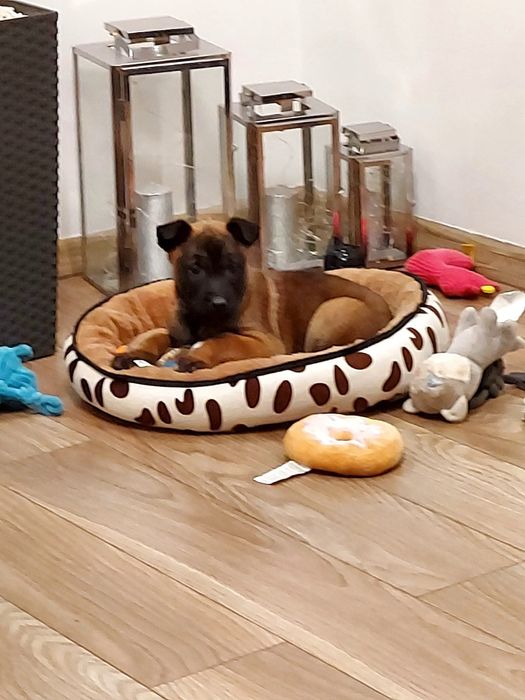 Owczarek belgijski malinois szczeniak