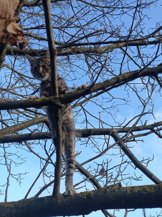 котеня в добрі руки