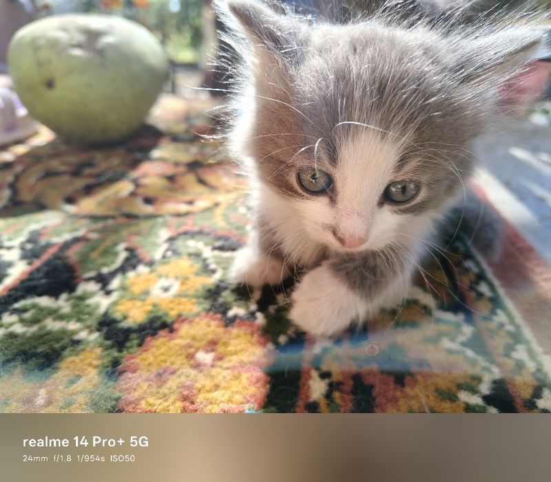 Віддам котенят в добрі руки (5 місять)