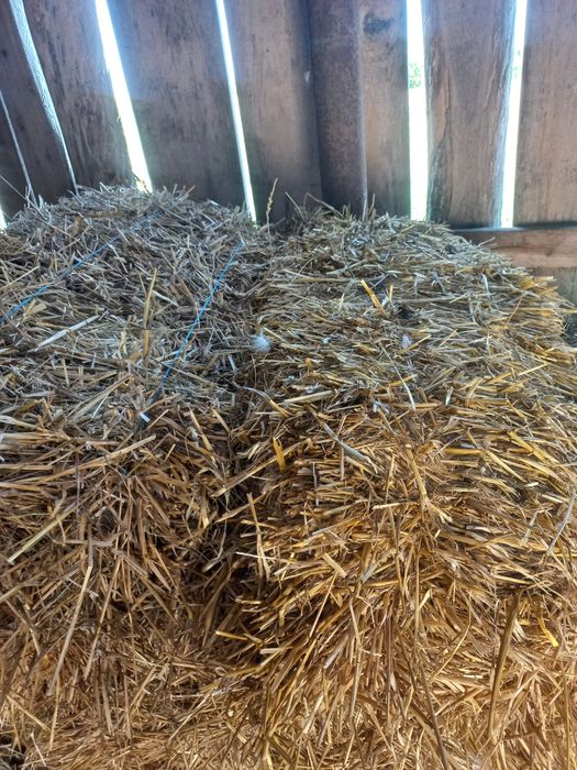 Тюки соломи з пшениці