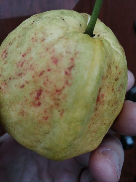 Sadzonka gujawy w doniczce 40 cm