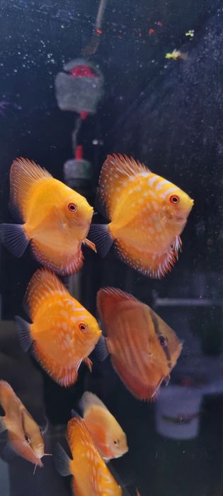 Paletki dyskowce red rose, blue diamond, turquis, solid red, Red Map