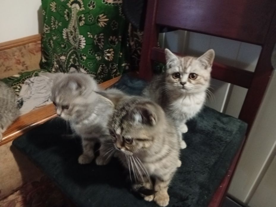 Кошенята Продаж Бриьанці