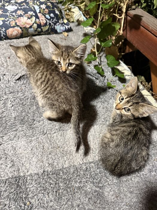 Віддаю кошеня, хлопчик