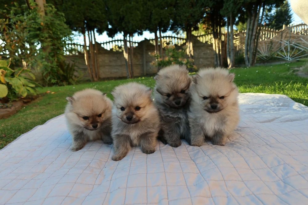 Szpic Miniaturowy Pomeranian z RODOWODEM
