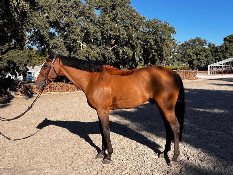 Cavalo cruzado a portugues