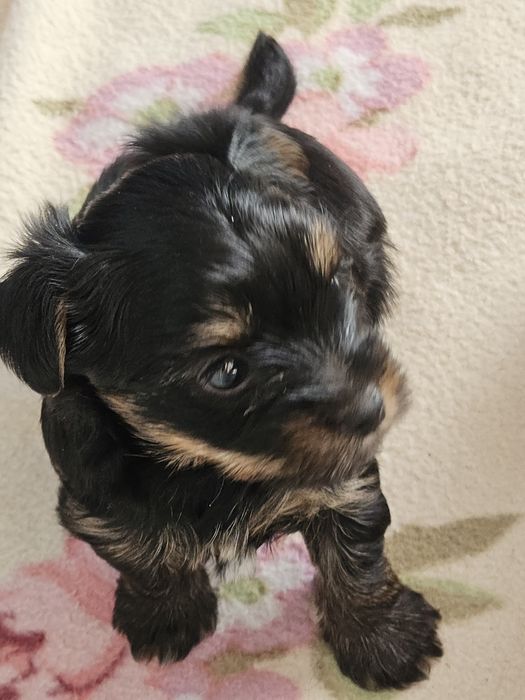 Yorkshire Terrier suczka