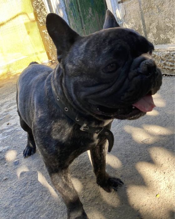 Продам собаку французский  бултдог
