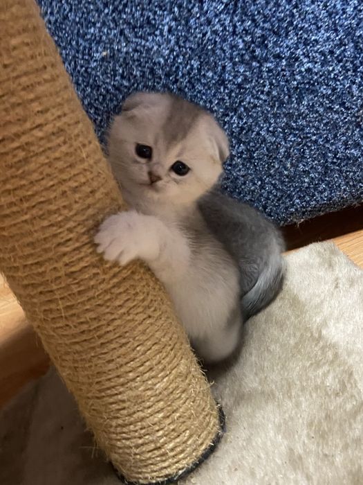 Пушистый подарочек!