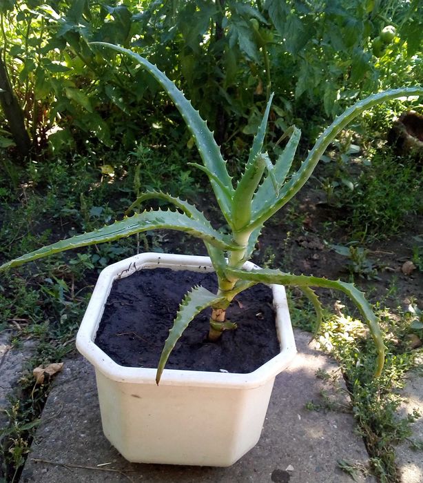 Вазон лечебное Алое