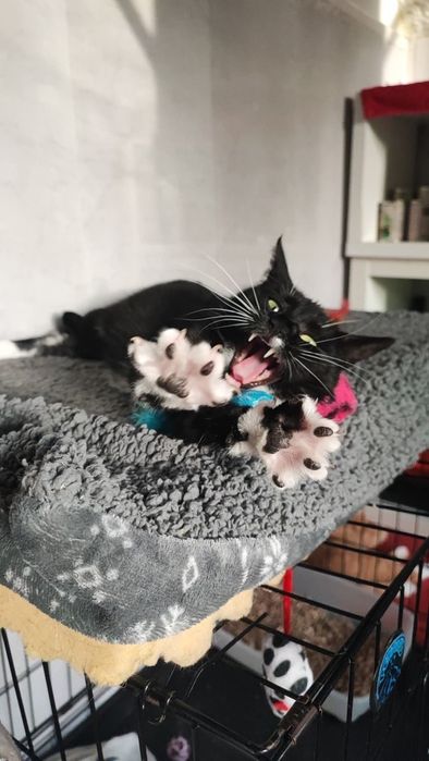 Kotka Krystyna szuka domu