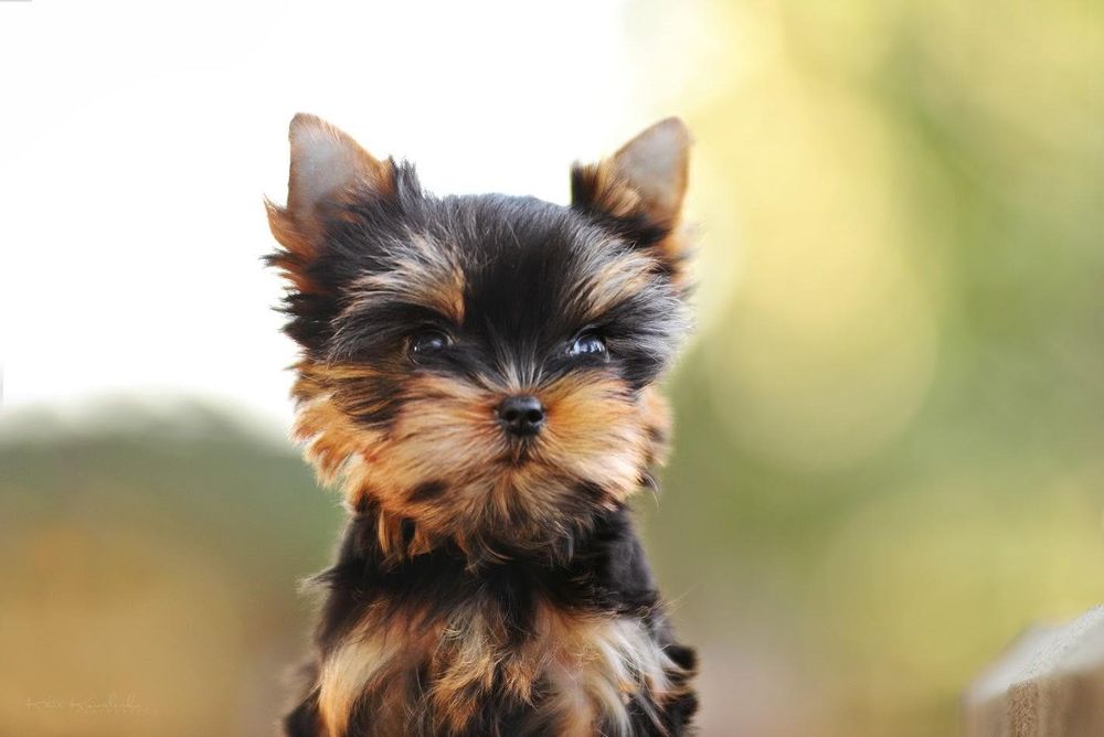 Професійний розплідник пропонує