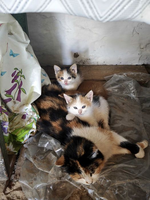 Гарні, милі котенята безкоштовно!)