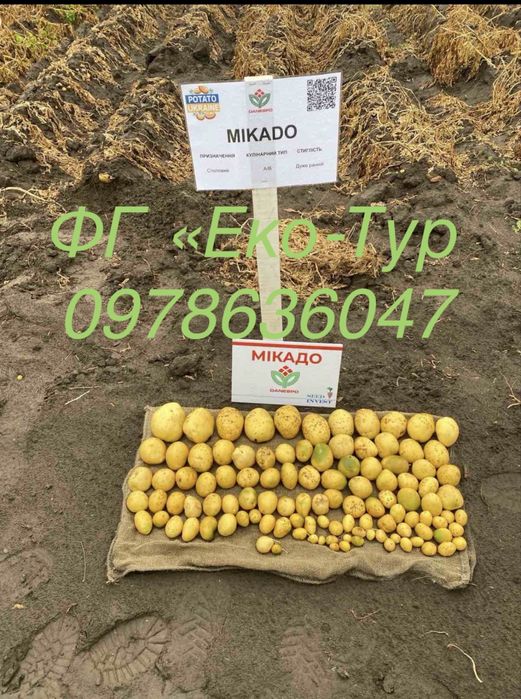 Картопля, насіння картоплі Мікадо, Беллароза, Корінна, Коразон, сорти