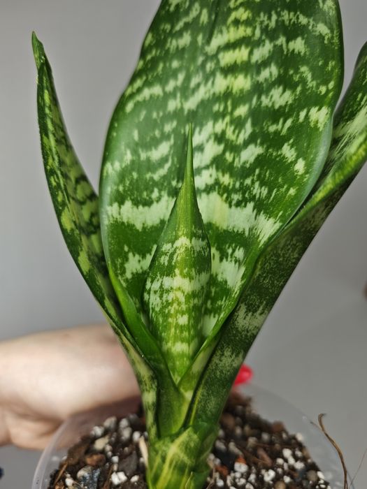 Sansevieria Futura var