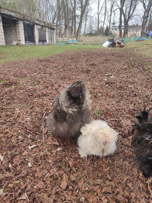 Jajka silki dobre do inkubatora