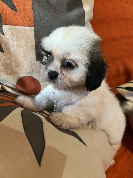 Shi-tzu excelente  femea mini