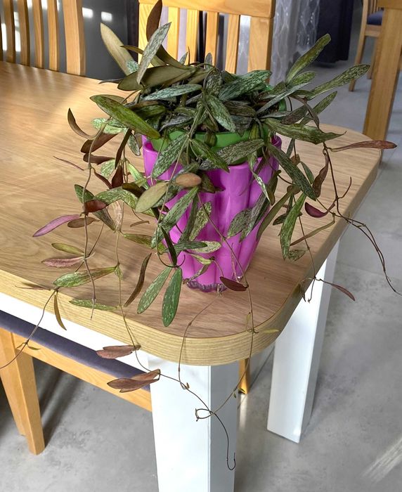 Hoya Sigillatis ze zdjęcia, duża i pięknie wybarwiona - 7 roślin w doniczce 14cm