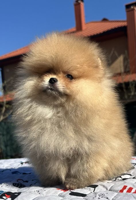 Хлопчик померанський шпіц