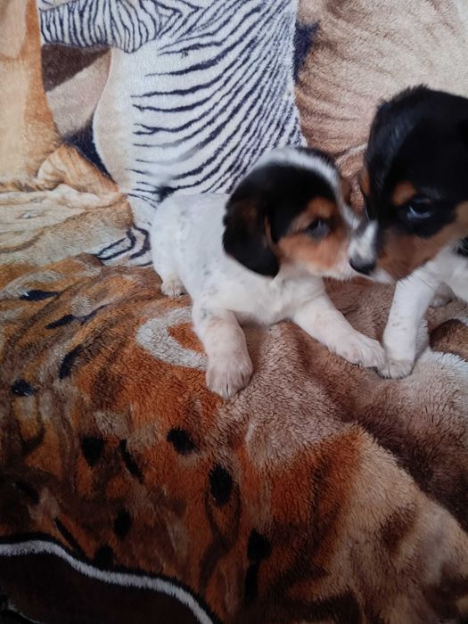 Oddam w dobre ręce szczeniaki