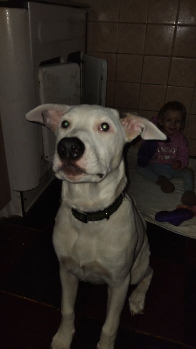 Отдам в хорошие руки.