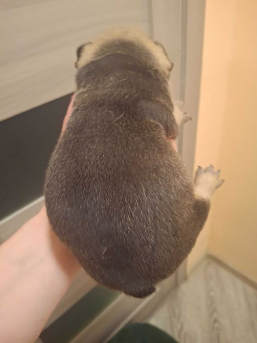 Цуценята Французький бульдог