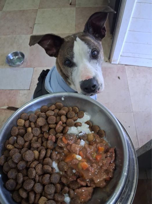 Adoção MILAGRE para um Cão Especial