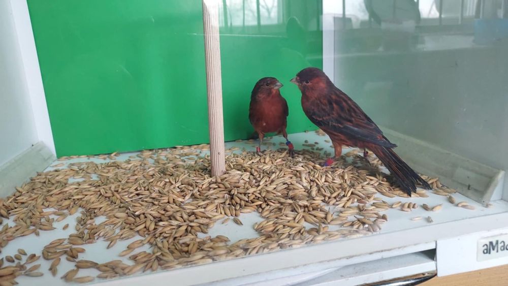 Kanarki ptaki ozdobne