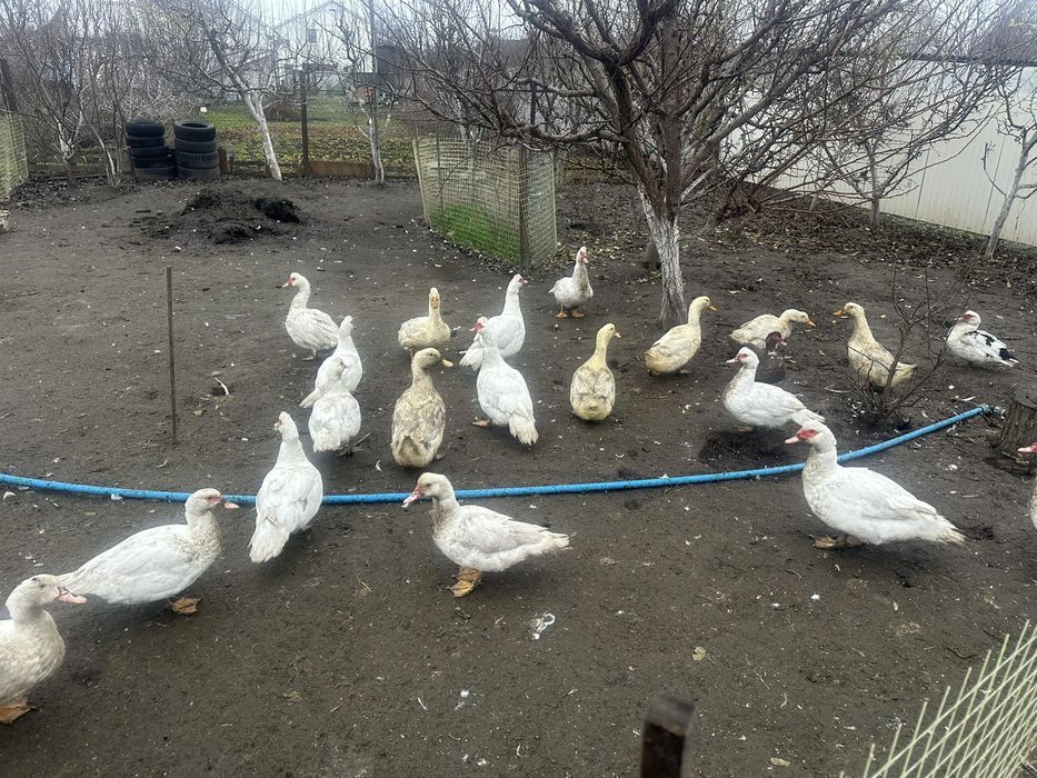 Продам Індокачки