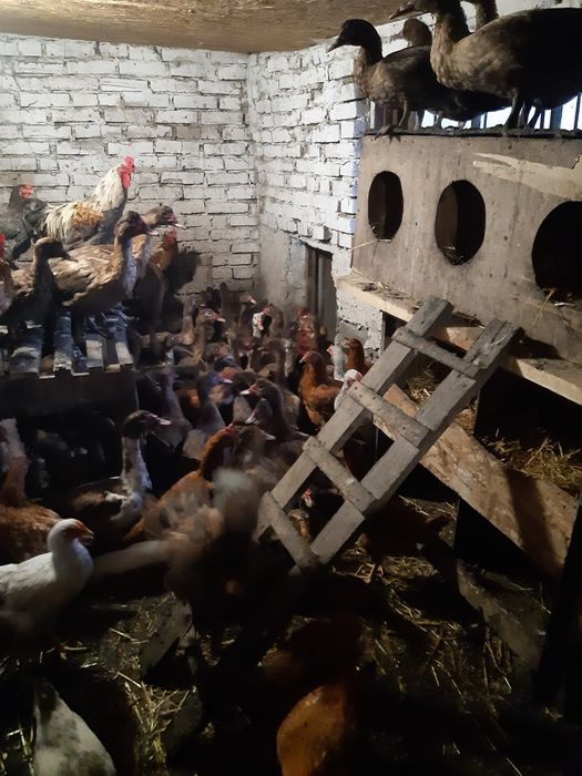 Продам качурів шипунів