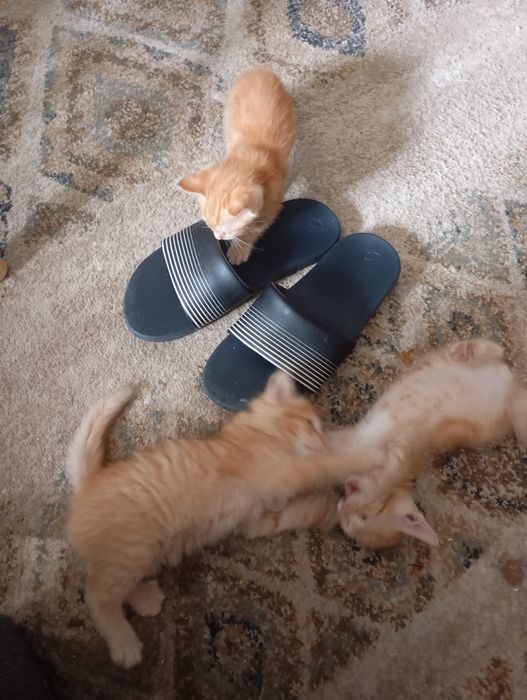 Gatos para adoção