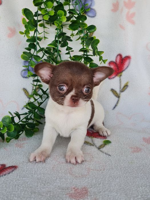 Excelente super miniatura menina Chihuahua/Chiuaua LinhagemRussa,Qualidad