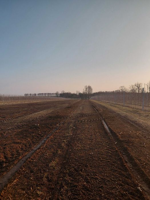 Mulczowanie Karczowanie Czyszczenie działki