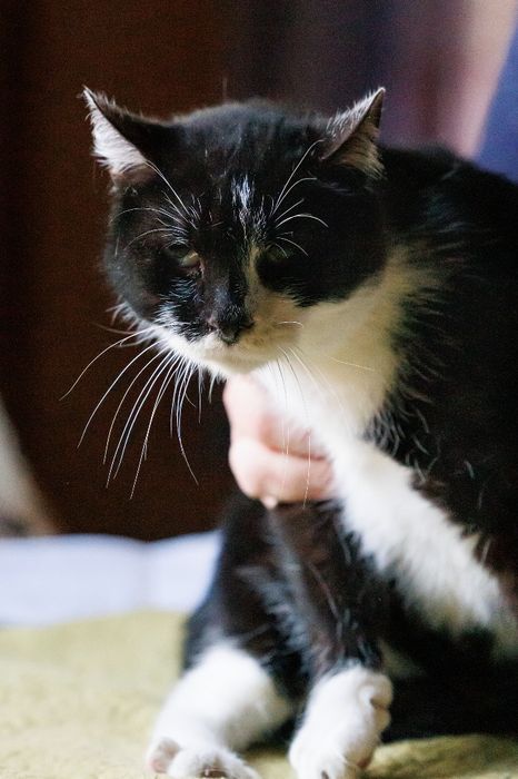 Kocurek Bambi czarno-biały do adopcji
