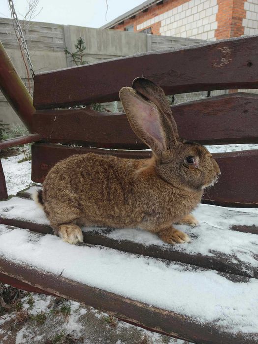 Króliki samce samice zdrowe