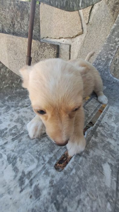 Dá-se Animais porte pequeno
