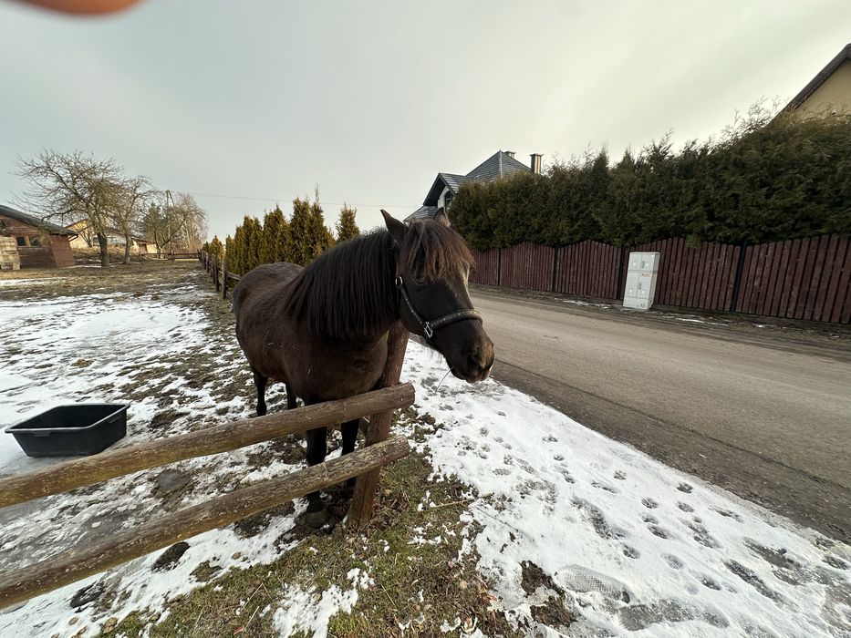 Koń rasy huculskiej