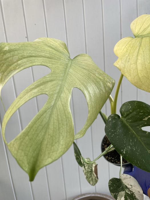 Monstera deliciosa mint