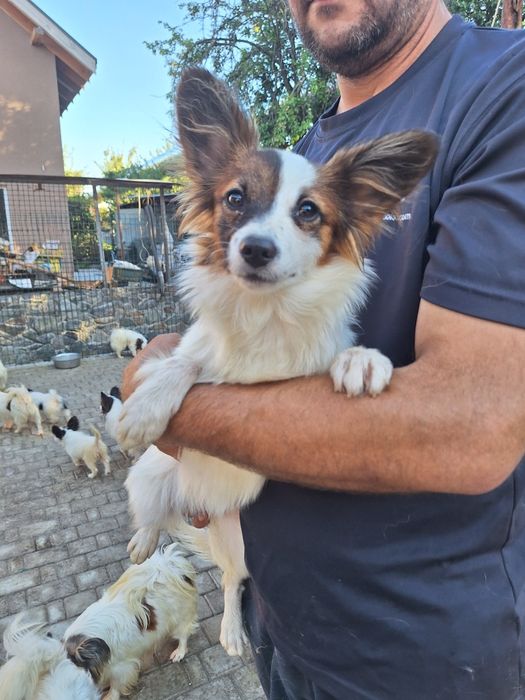 Жанна папильон дева