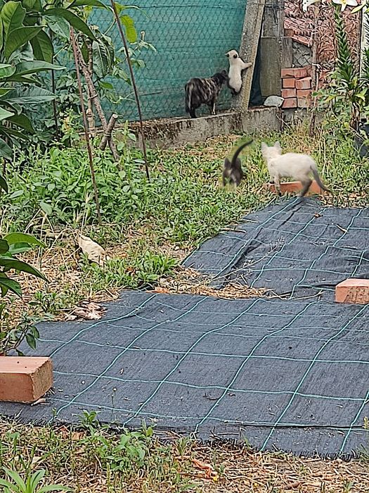 Vem buscar -me gatinhos para doar