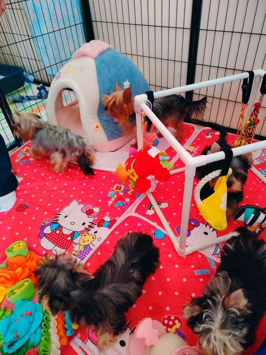 Młody golden retriever 12 miesiecy